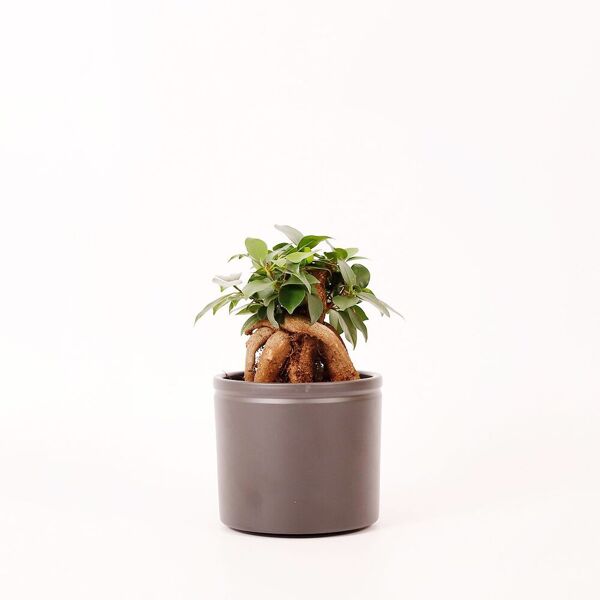 colvin piante a domicilio - ficus retusa bonsai -