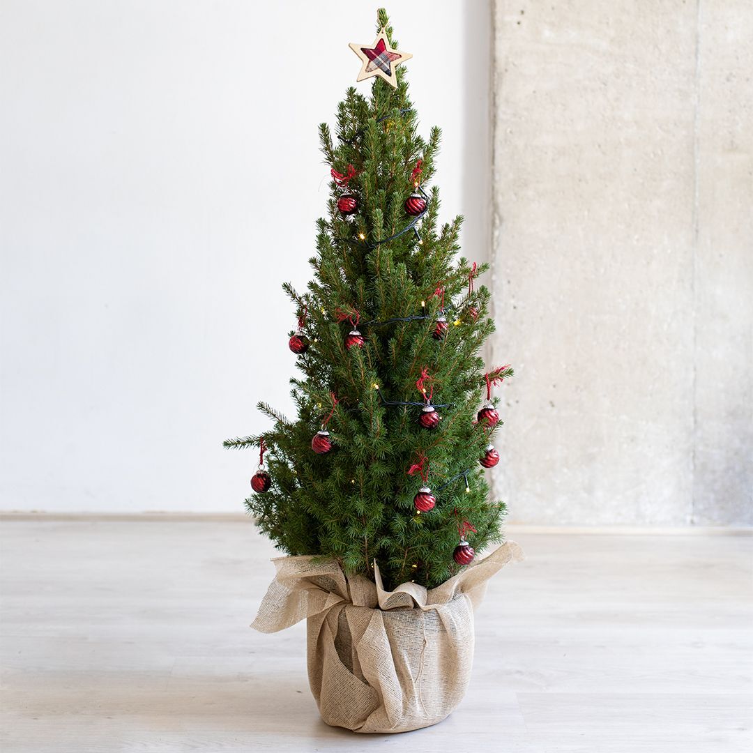 COLVIN Piante a Domicilio - Albero di Natale XL -