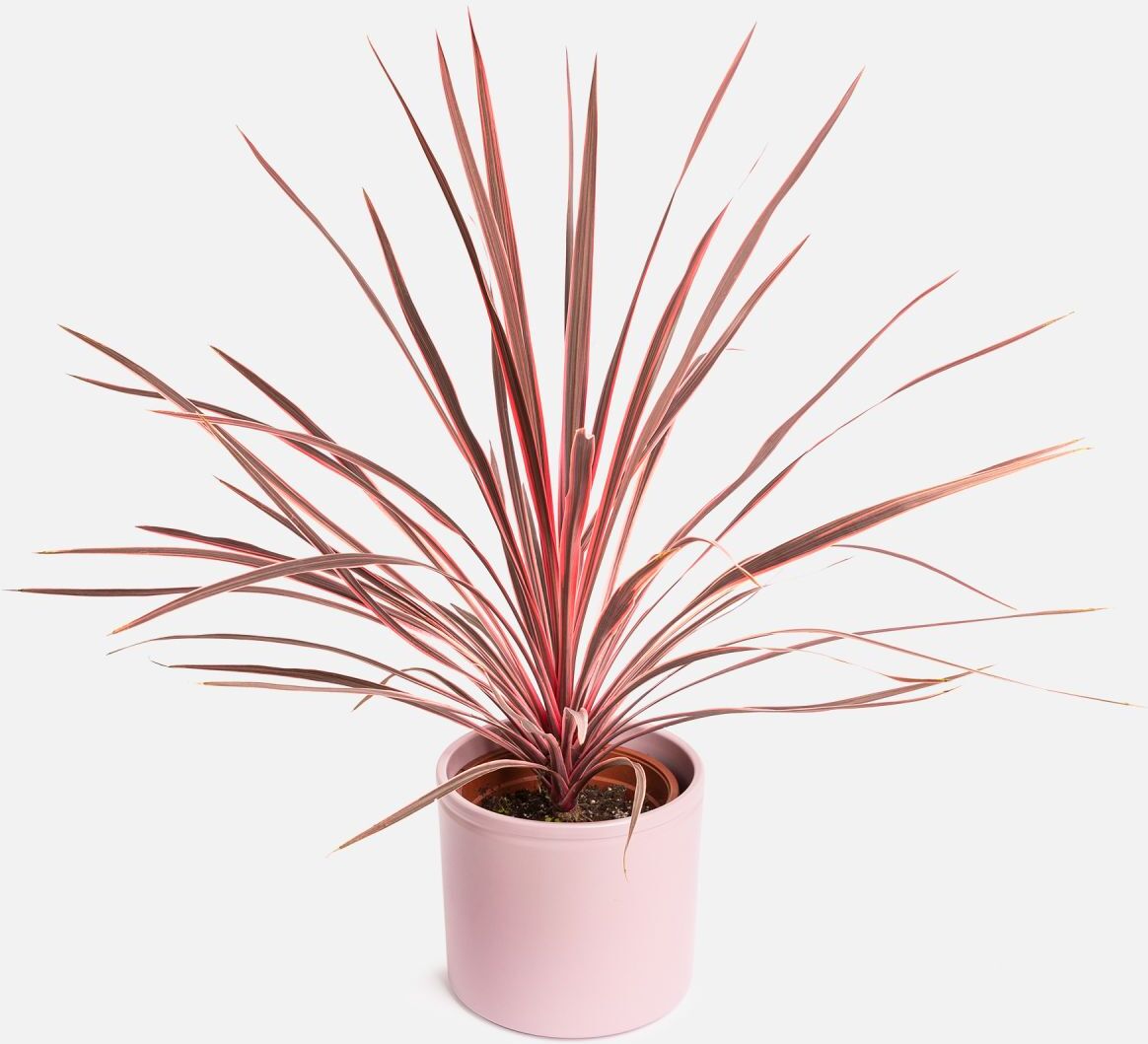 The Colvin Co Cordyline Australis - Big Wednesday - - Piante a domicilio - Colvin The Colvin Co Cordyline Australis - Big Wednesday - - Piante a domicilio - Colvin