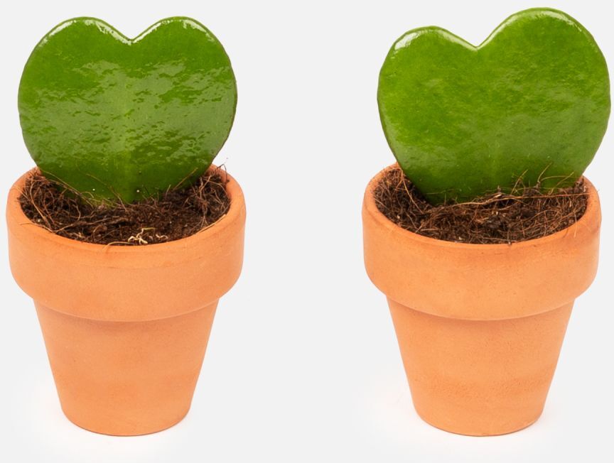 The Colvin Co Hoya Kerrii - Sandy & Danny White Duo -  Piante a domicilio - Colvin The Colvin Co Hoya Kerrii - Sandy & Danny White Duo -  Piante a domicilio - Colvin