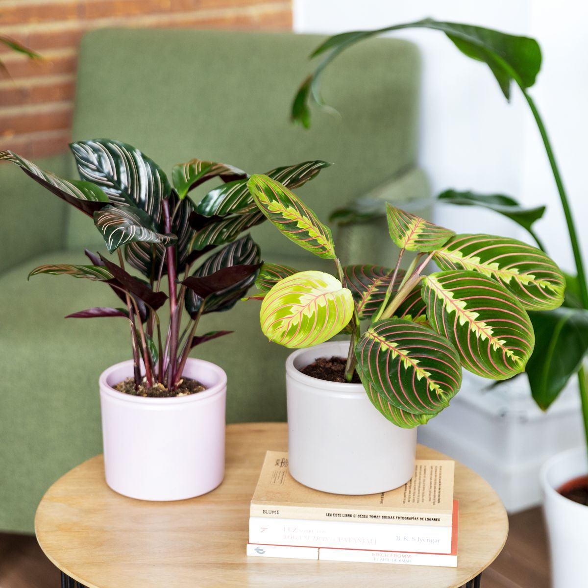 The Colvin Co Pack di  Maranta Leuconeura e Calathea Ornata - The Dancing Pack -  Piante a domicilio - Colvin