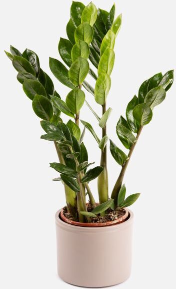 The Colvin Co - Fiona -  Piante a domicilio - Colvin The Colvin Co - Fiona -  Piante a domicilio - Colvin