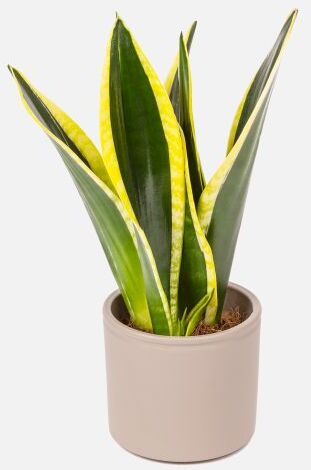 The Colvin Co Pianta Sansevieria Trifasciata Fire - Flavio - Piante a domicilio - Colvin The Colvin Co Pianta Sansevieria Trifasciata Fire - Flavio - Piante a domicilio - Colvin