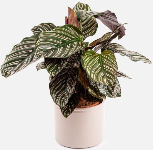 The Colvin Co Calathea Ornata - Lara - Piante a domicilio - Colvin The Colvin Co Calathea Ornata - Lara - Piante a domicilio - Colvin