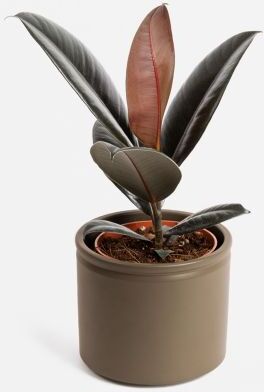 The Colvin Co Ficus Elastica Abidjan -  Little Gala -  Piante a domicilio - Colvin The Colvin Co Ficus Elastica Abidjan -  Little Gala -  Piante a domicilio - Colvin