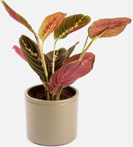 The Colvin Co Maranta Leuconeura -  Little Mercury - Piante a domicilio - Colvin The Colvin Co Maranta Leuconeura -  Little Mercury - Piante a domicilio - Colvin