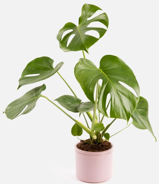 The Colvin Co Monstera Deliciosa -  Miranda -  Piante a domicilio - Colvin The Colvin Co Monstera Deliciosa -  Miranda -  Piante a domicilio - Colvin