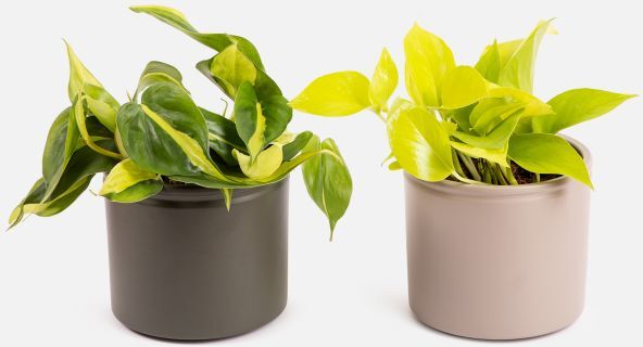 The Colvin Co Golden Pothos e Philodendron Brazil -  Petra e Grace Duo - Piante a domicilio - Colvin The Colvin Co Golden Pothos e Philodendron Brazil -  Petra e Grace Duo - Piante a domicilio - Colvin