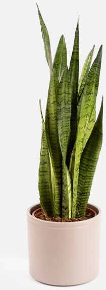 The Colvin Co Sansevieria Zeylanica Grande - Big Savannah -  - Piante a domicilio - Colvin The Colvin Co Sansevieria Zeylanica Grande - Big Savannah -  - Piante a domicilio - Colvin