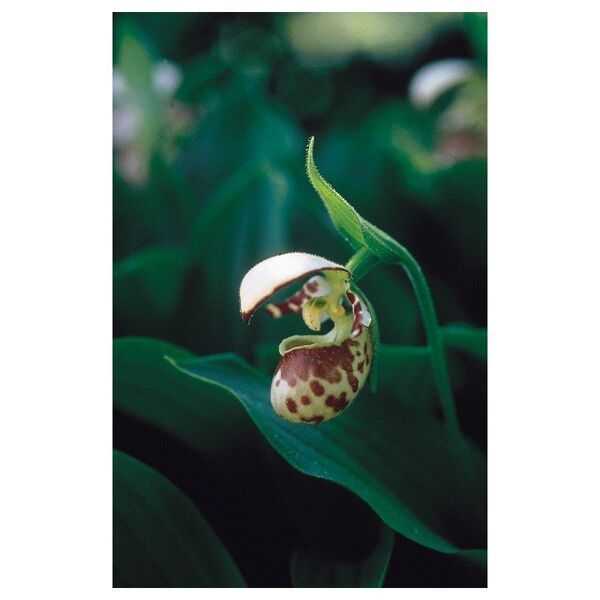 natur srl northen lady's slipper essenze floreali dellalaska 7,4