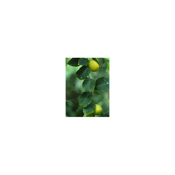 herboplanet srl msa citrus limonum 50ml