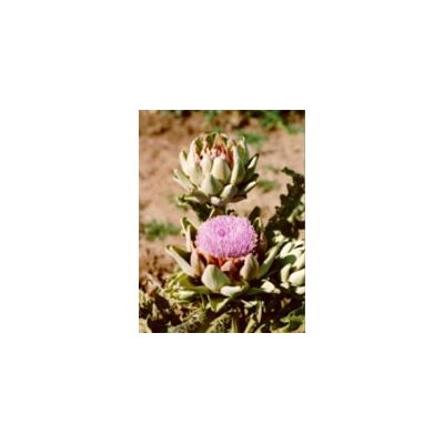 Herboplanet Srl Tsa Cynara Scolymus 50 ml - Fegato & Digestione Herboplanet Srl Tsa Cynara Scolymus 50 ml - Fegato & Digestione
