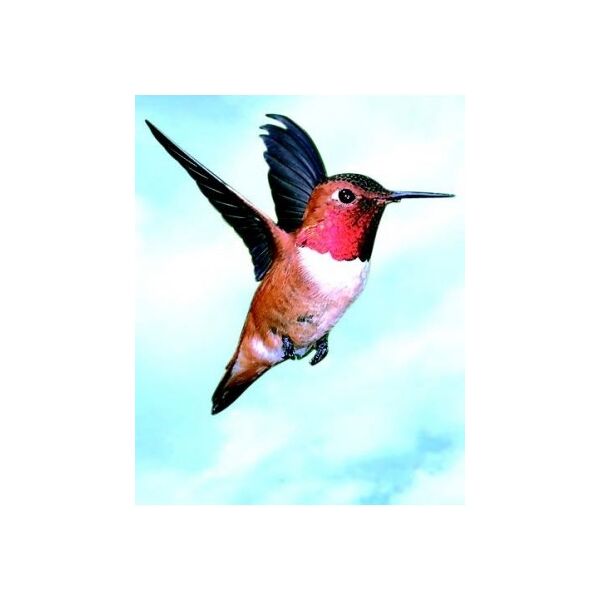 natur srl colibri hummingbird essenze di animali selvatici 30ml