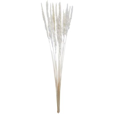 Vega - Pampas Adiba - bianco crema - 70 cm - Pianta decorativa Vega - Pampas Adiba - bianco crema - 70 cm - Pianta decorativa