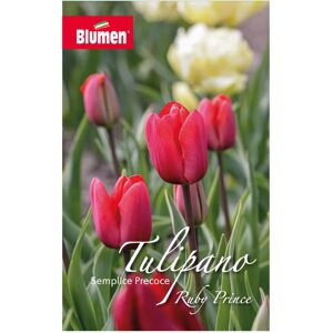 BLUMEN Bulbo fiore  Tulipano Ruby Prince confezione da 6