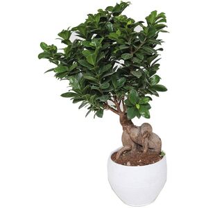 Leroy Merlin Pianta da interno £1BONSAI FICUS GINSENG400GR CERAMIC.TOND