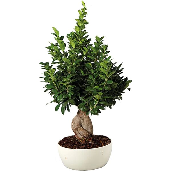 leroy merlin pianta da interno £1bonsai ficus ginseng500gr ceramic.tond