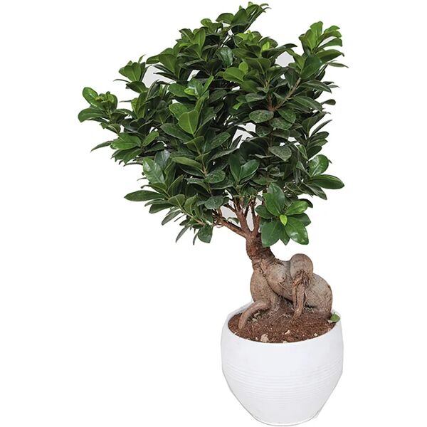 leroy merlin pianta da interno £1bonsai ficus ginseng400gr ceramic.tond