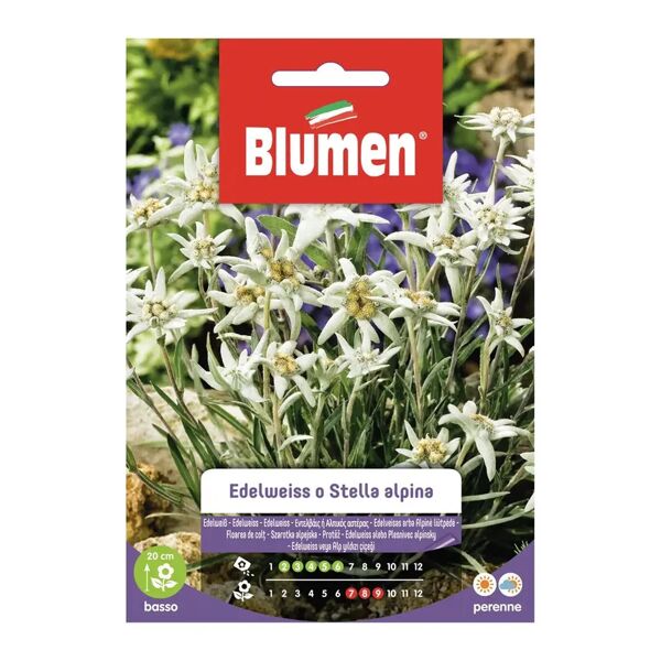blumen seme fiore edelweiss o stella alpina