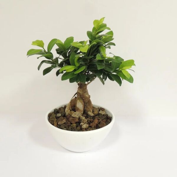 leroy merlin pianta da interno idrocoltura-ficus ginseng in ciotola