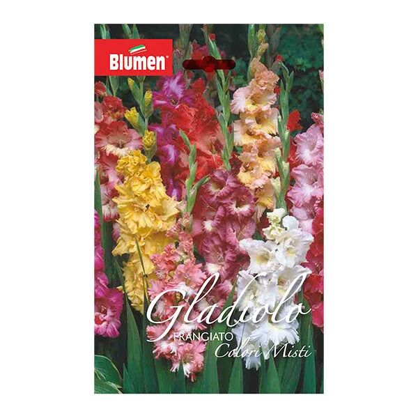 blumen gladiolo frangiato fire ruffle colori misti