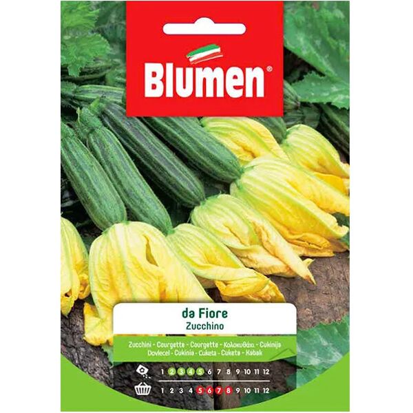 blumen zucchino da fiore