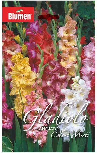 blumen gladiolo frangiato fire ruffle colori misti