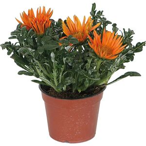 Leroy Merlin Gazania   Pz.3  Ø 14 cm