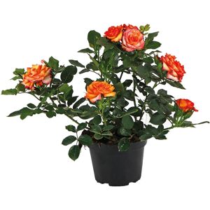 Leroy Merlin Rose  Ø 12 cm