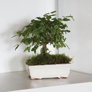 Leroy Merlin vaso decorativo Bonsai in ceramica bianco H 9 cm, Ø 32 cm