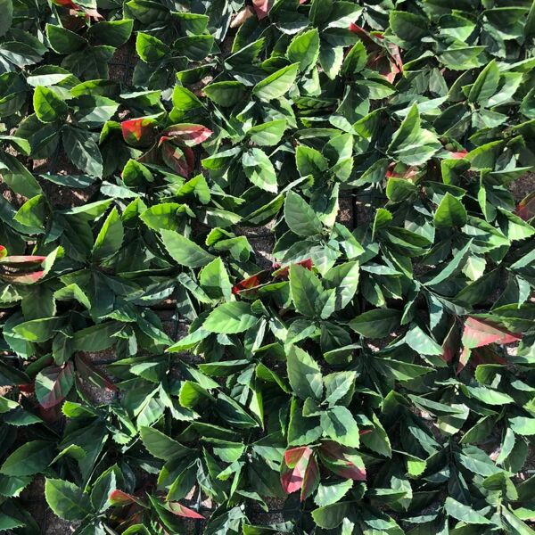 naterial siepe artificiale photinia divy 3d in polietilene, verde h 1 m x l 3 m