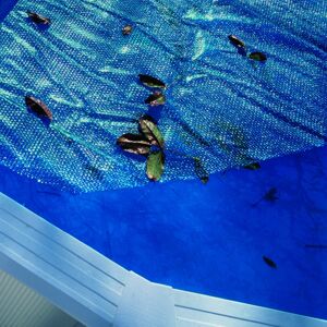 GRE Copertura termica per piscina  CPROV510 in polietilene 484 x 335 cm