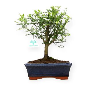 No brand Bonsai Zanthoxylum - Albero del pepe - 29 cm