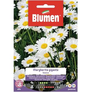 BLUMEN Seme fiore Margherita gigante bianca 0.01 g