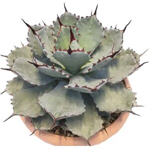 Leroy Merlin Pianta da interno AGAVE POTATORUM VERSCHAFFELTII CM17