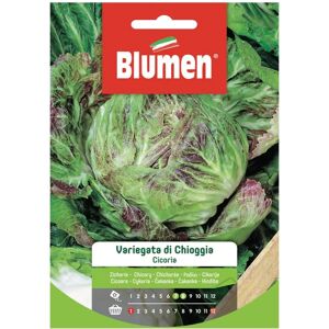 BLUMEN Seme per orto Cicoria Variegata Chioggia