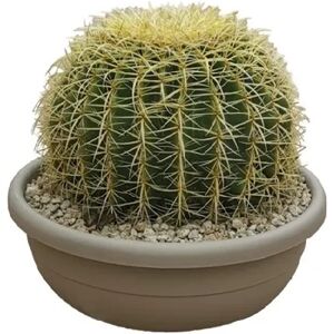 Leroy Merlin Pianta da interno ECHINOCACTUS GRUSONII - VASO DIAM.CM. 40