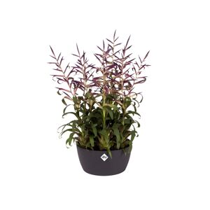 Elho Vaso per piante e fiori Brussels Bowl  in polipropilene nero H 10.8 cm