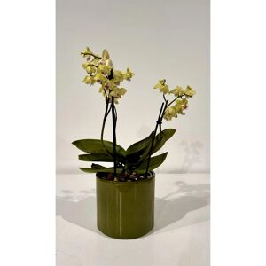 Leroy Merlin Coprivaso per piante e fiori 240/11V in ceramica verde H 8.8 cm L 11.5 x P 11.5 cm Ø 11.5 cm