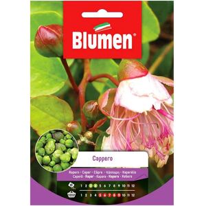 BLUMEN Semi Cappero