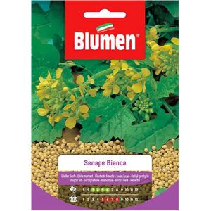 BLUMEN Semi Senape Bianca