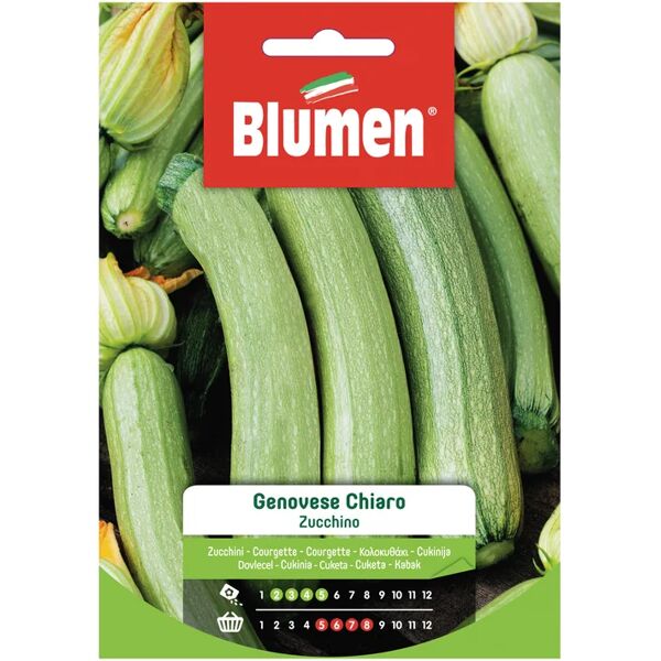 blumen seme per orto zucchino genovese chiaro