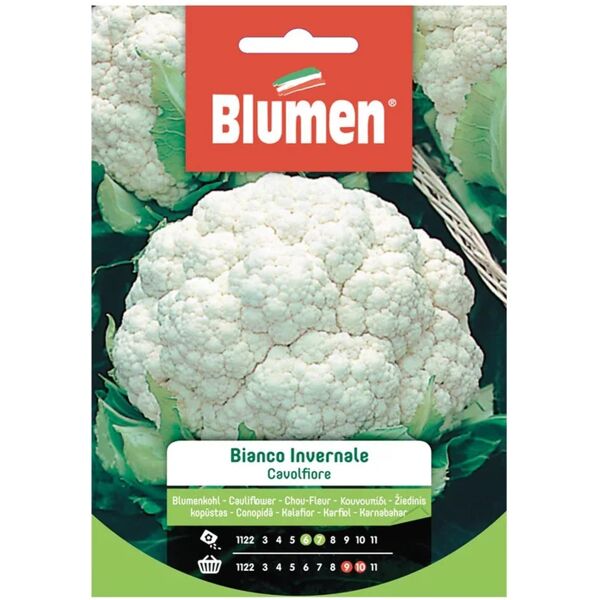 blumen seme per orto cavolfiore bianco