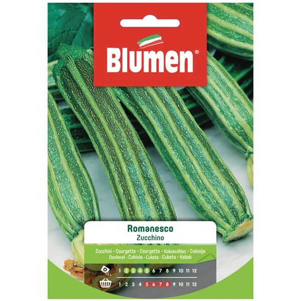 blumen seme per orto zucchino romanesco