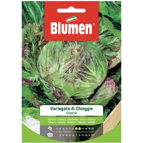 blumen seme per orto cicoria variegata chioggia