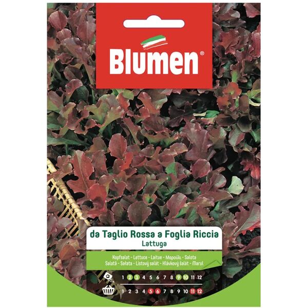 blumen seme per orto lattuga da taglio rossa