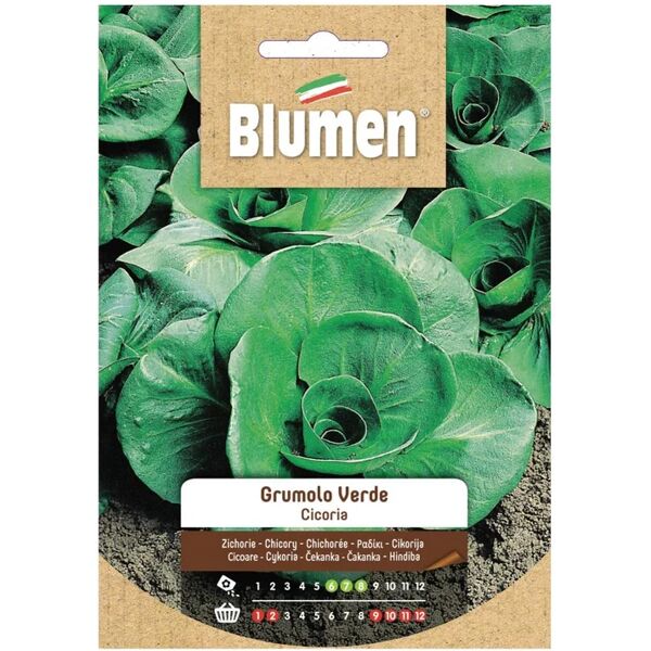 blumen seme per orto cicoria verde