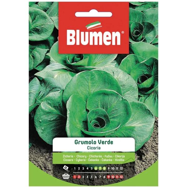 blumen seme per orto cicoria a grumolo verde