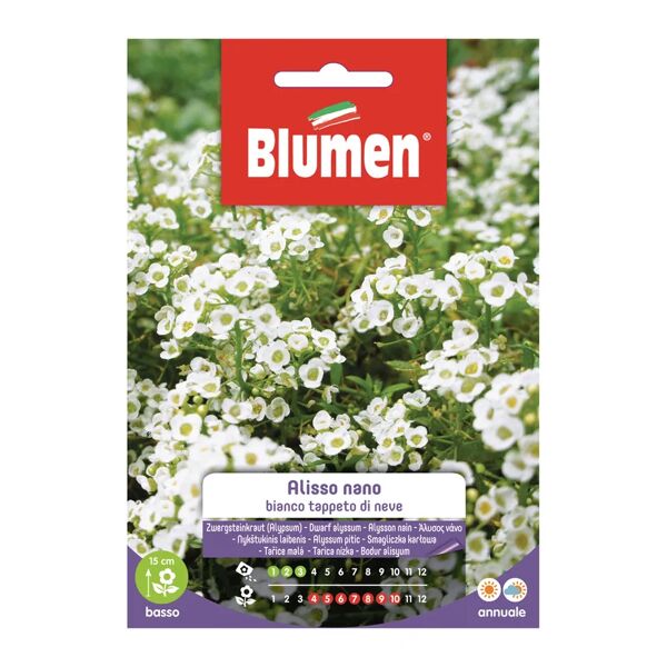 blumen seme fiore alisso bianco nano