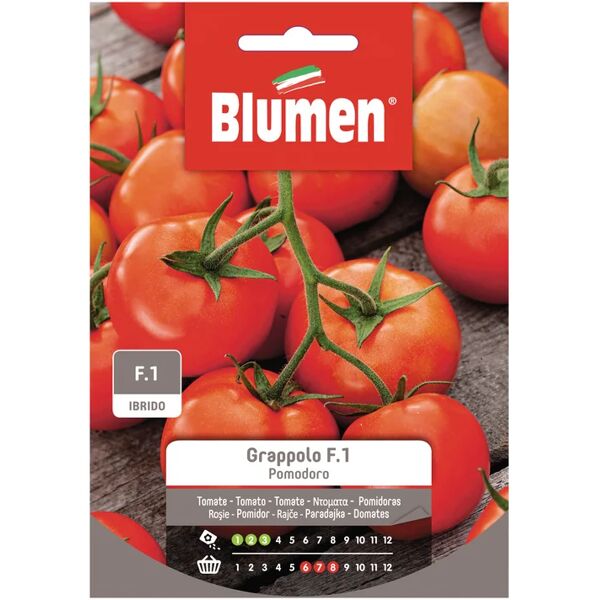 blumen seme per orto pomodoro a grappolo robin